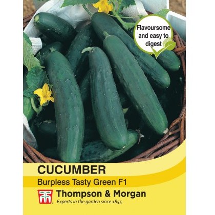 Cucumber Burpless Tasty Green