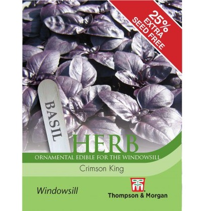 Herb Basil Crimson King