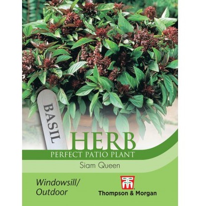 Herb Basil Siam Queen