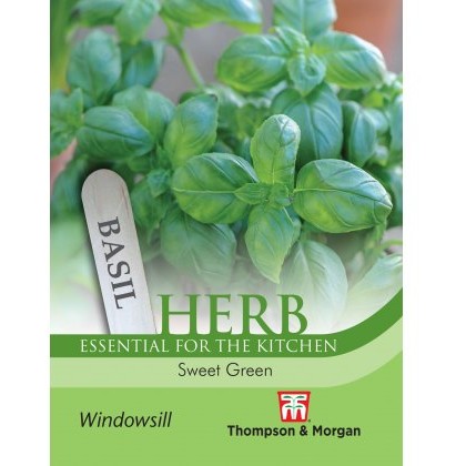 Herb Basil Sweet Green