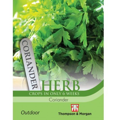 Herb Coriander