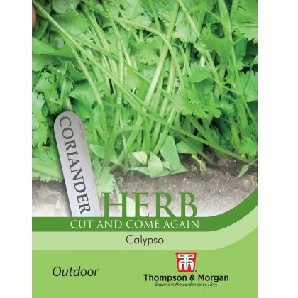Herb Coriander Calypso