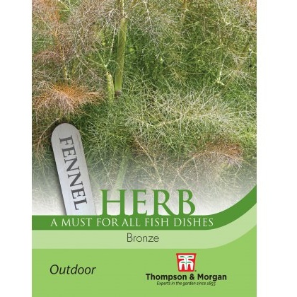 Herb Fennel Bronze