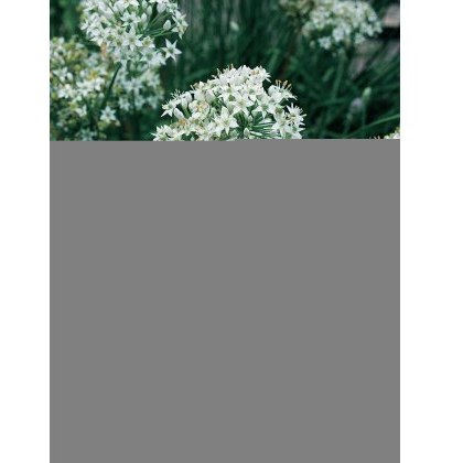 Herb Garlic Chives