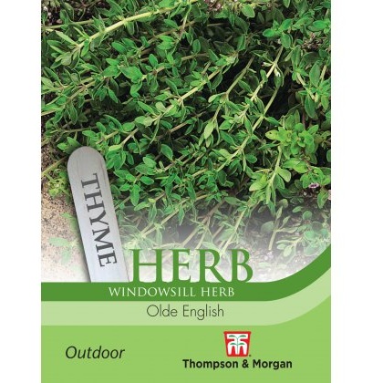 Herb Thyme Olde English