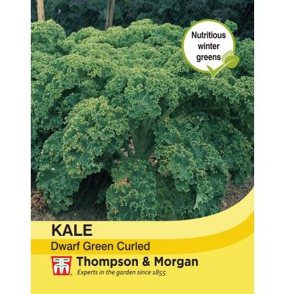Kale Dwarf Green Curled