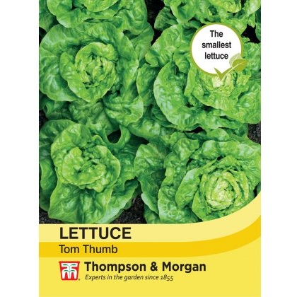 Lettuce Tom Thumb