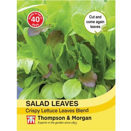 Salad Leaves - Crispy Lettuce Blend
