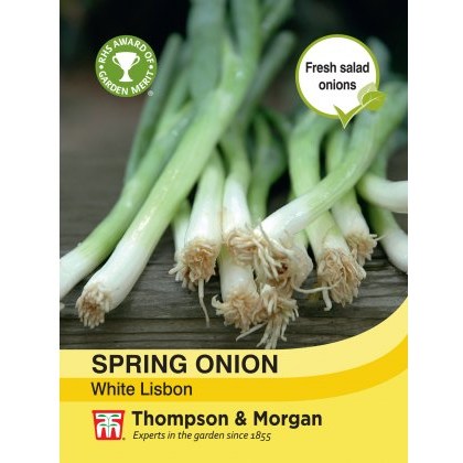 Spring Onion White Lisbon