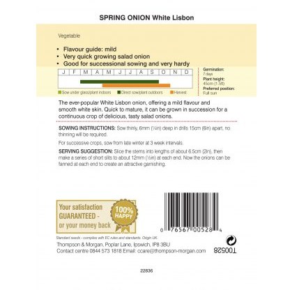 Spring Onion White Lisbon