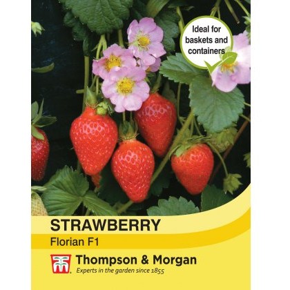 Strawberry Florian F1