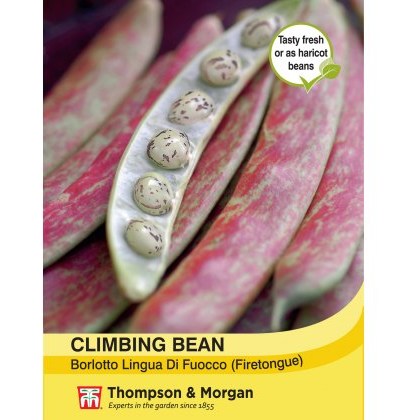 Climbing Bean Borlotto Lingua (Firetongue)