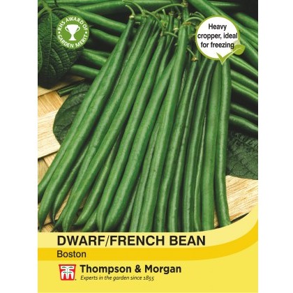Dwarf Bean Boston
