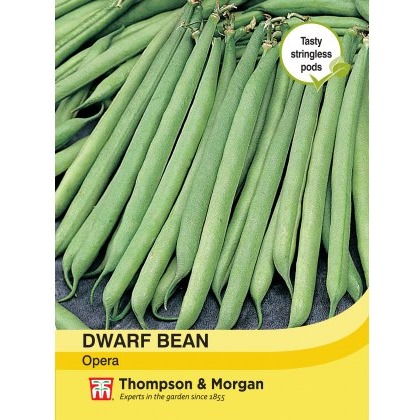 Dwarf Bean Opera