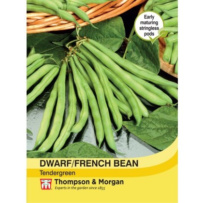 Dwarf Bean Tendergreen