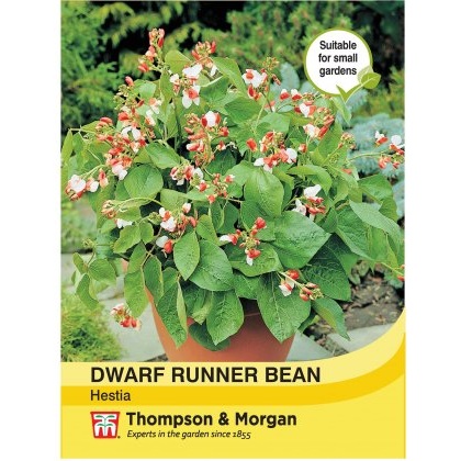 Dwarf Runner Bean Hestia