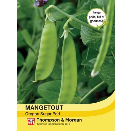Mangetout Oregon Sugar Pod