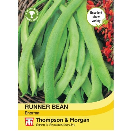 Runner Bean Enorma