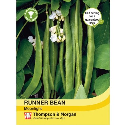Runner Bean Moonlight