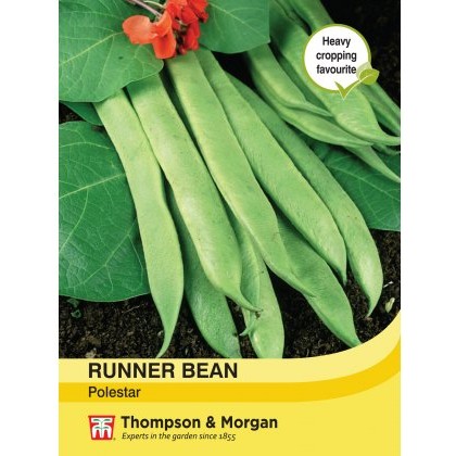 Runner Bean Polestar
