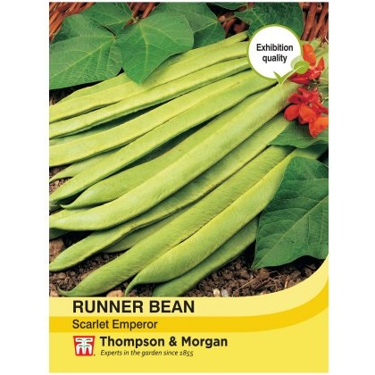 Runner Bean Scarlet Emperor