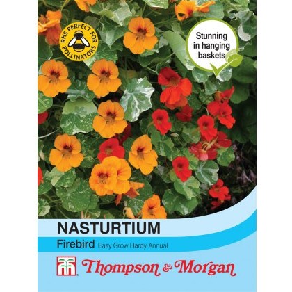 Nasturtium Firebird