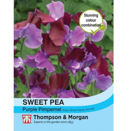 Sweet Pea Purple Pimpernel