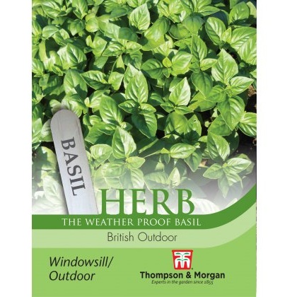 Herb Basil British Outdoor