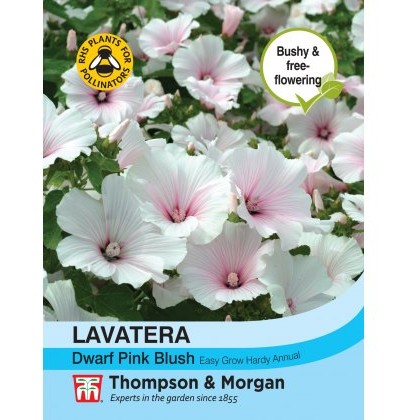 Lavatera Dwarf Pink Blush