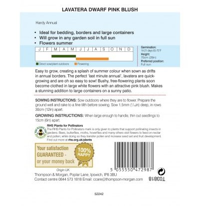 Lavatera Dwarf Pink Blush