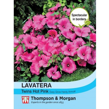 Lavatera Twins Hot Pink