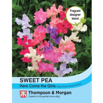 Sweet Pea Here Come the Girls