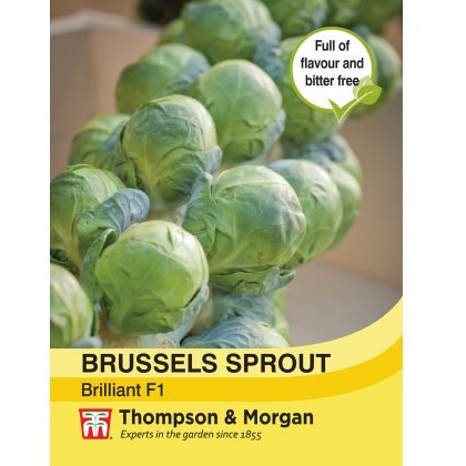 Brussels Sprout Brilliant F1 Hybrid