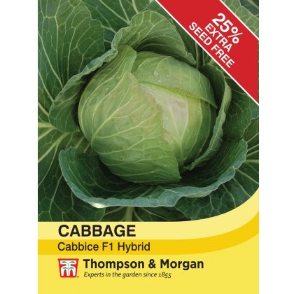 Cabbage Cabbice F1 Hybrid