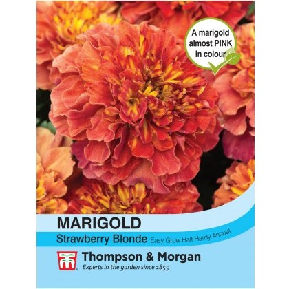 Marigold Strawberry Blonde (French)