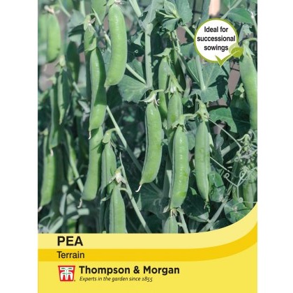 Pea Terrain
