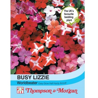Busy Lizzie Worldbeater
