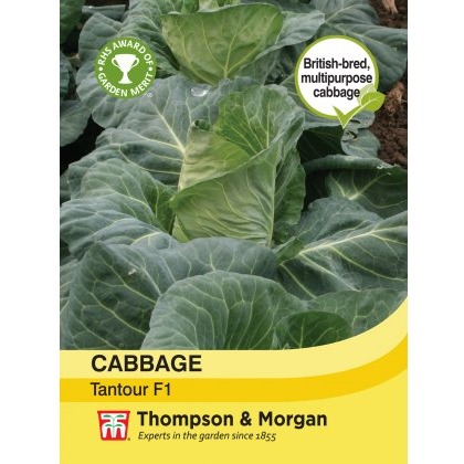 Cabbage Tantour F1 Hybrid