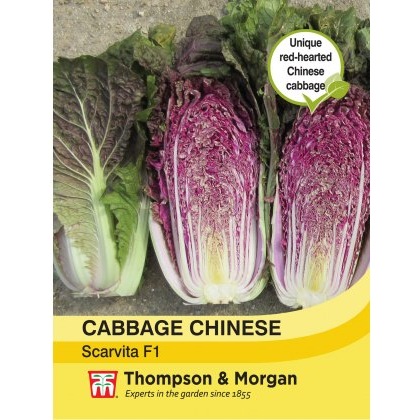 Cabbage Chinese Scarvita F1 Hybrid