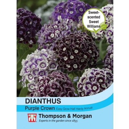 Dianthus Purple Crown