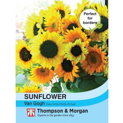 Sunflower Van Gogh