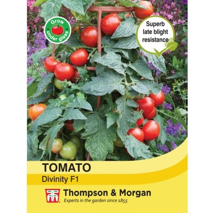 Tomato Divinity