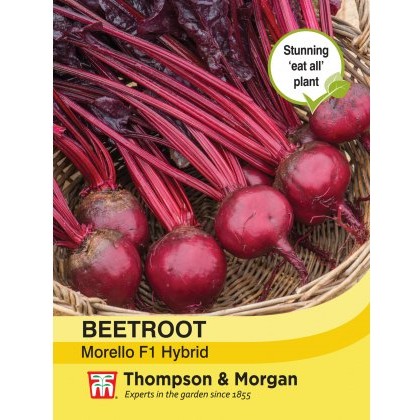 Beet Morello