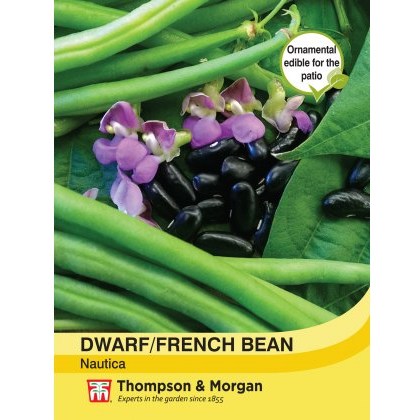 Bean Dwarf Nautica
