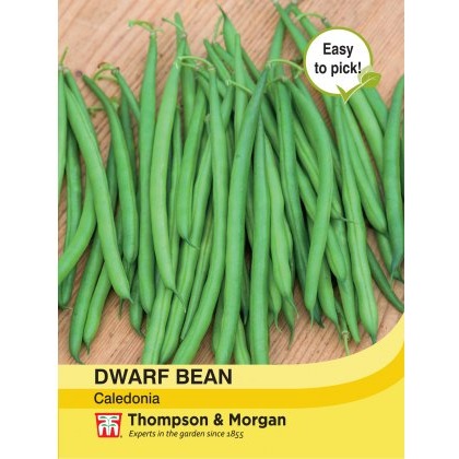 Dwarf Bean Caledonia