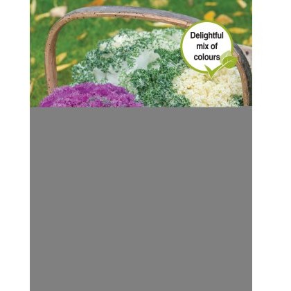 Kale Jardin Mixed