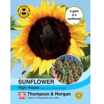 Sunflower High Hopes