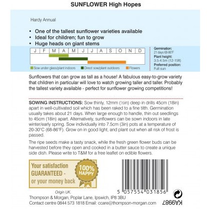Sunflower High Hopes