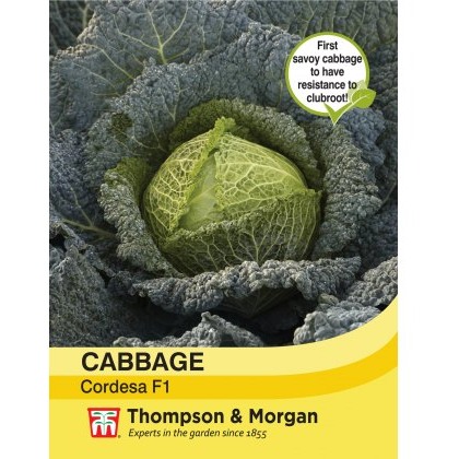 Cabbage Savoy Cordesa F1 Hybrid