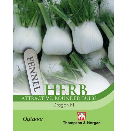 Herb Fennel Dragon F1 Hybrid